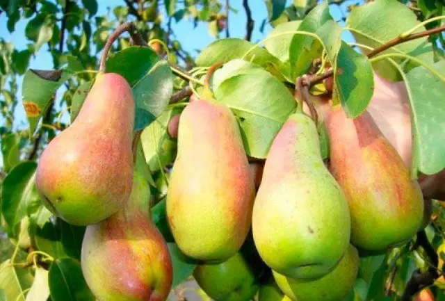 Late pear varieties