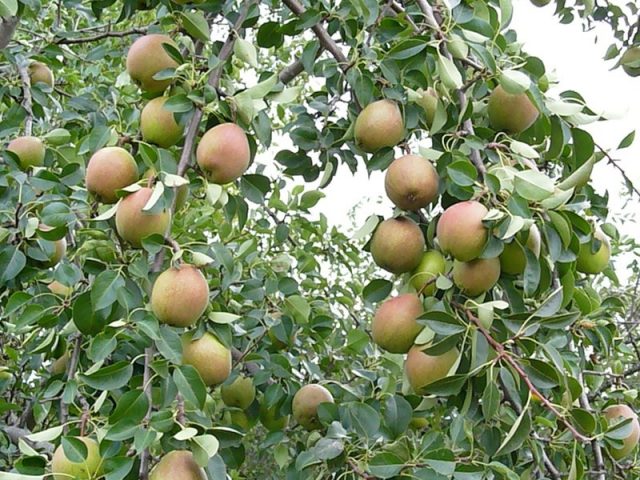 Late pear varieties