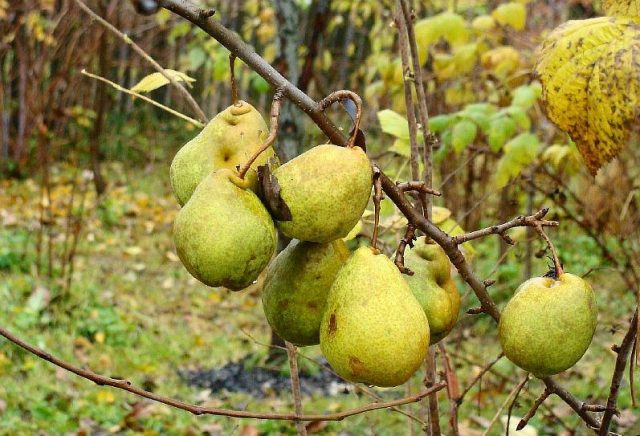 Late pear varieties