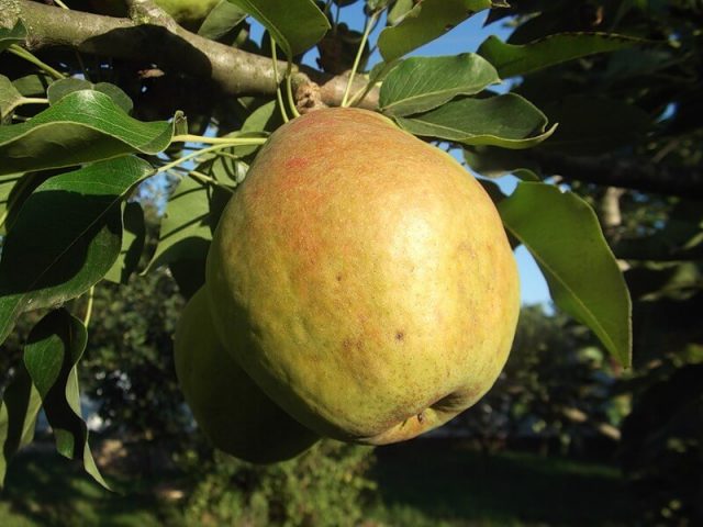 Late pear varieties