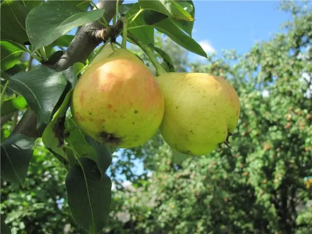 Late pear varieties