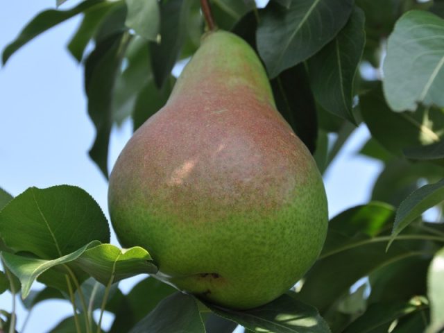 Late pear varieties