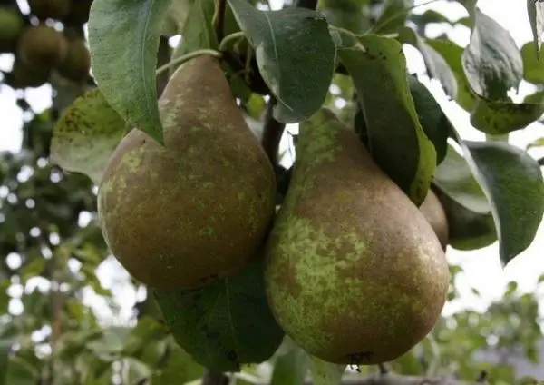 Late pear varieties: an overview of the best autumn and winter species + photos and reviews 2022