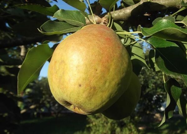 Late pear varieties: an overview of the best autumn and winter species + photos and reviews 2022