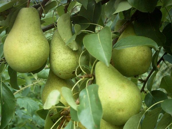 Late pear varieties: an overview of the best autumn and winter species + photos and reviews 2022