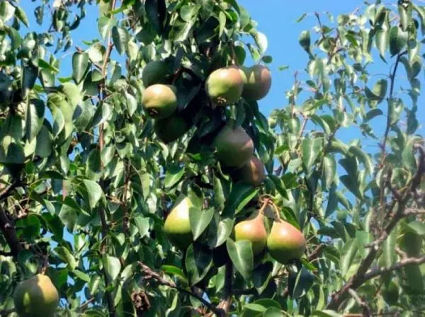 Late pear varieties: an overview of the best autumn and winter species + photos and reviews 2022