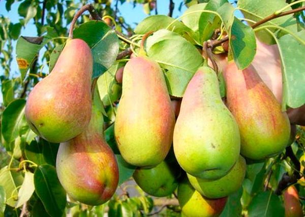 Late pear varieties: an overview of the best autumn and winter species + photos and reviews 2022