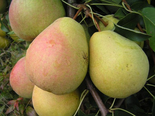 Late pear varieties: an overview of the best autumn and winter species + photos and reviews 2022