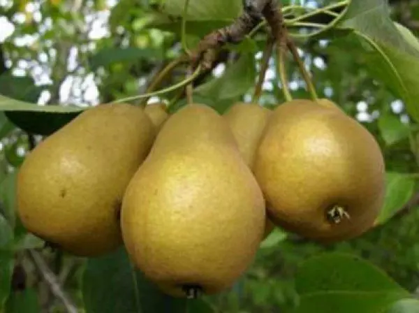 Late pear varieties: an overview of the best autumn and winter species + photos and reviews 2022