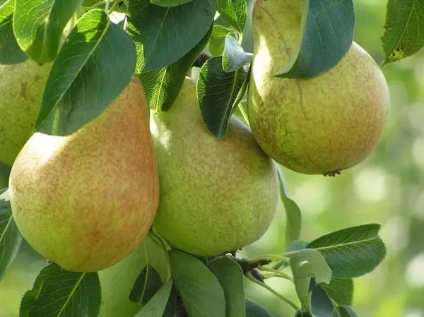 Late pear varieties: an overview of the best autumn and winter species + photos and reviews 2022