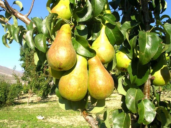 Late pear varieties: an overview of the best autumn and winter species + photos and reviews 2022