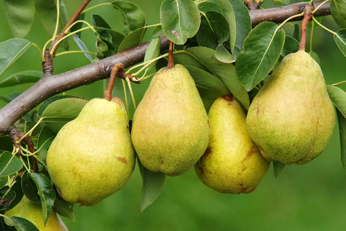 Late pear varieties: an overview of the best autumn and winter species + photos and reviews 2022