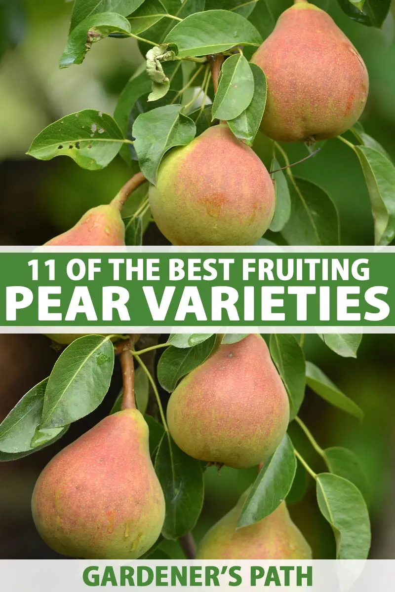 Late pear varieties