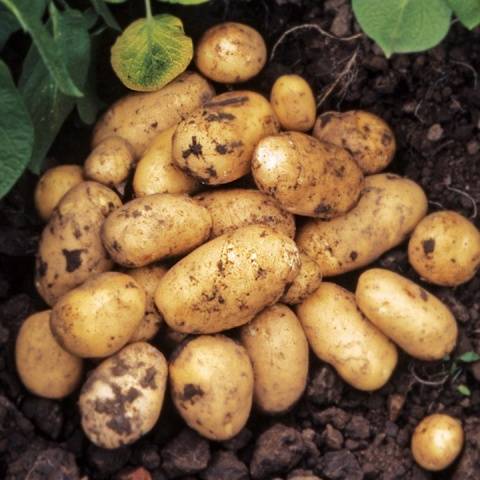 Late-ripening potato varieties: description + photo