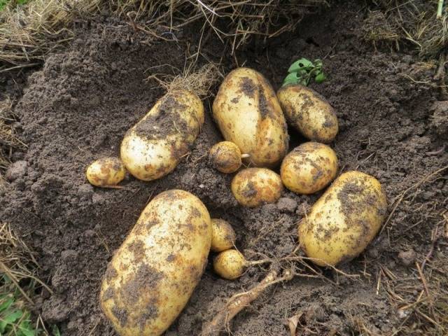 Late-ripening potato varieties: description + photo