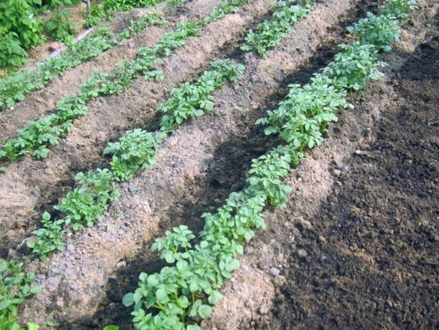 Late-ripening potato varieties: description + photo