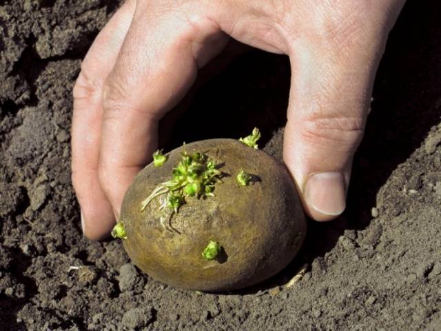 Late-ripening potato varieties: description + photo