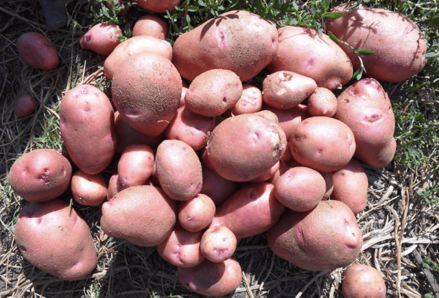 Late-ripening potato varieties: description + photo