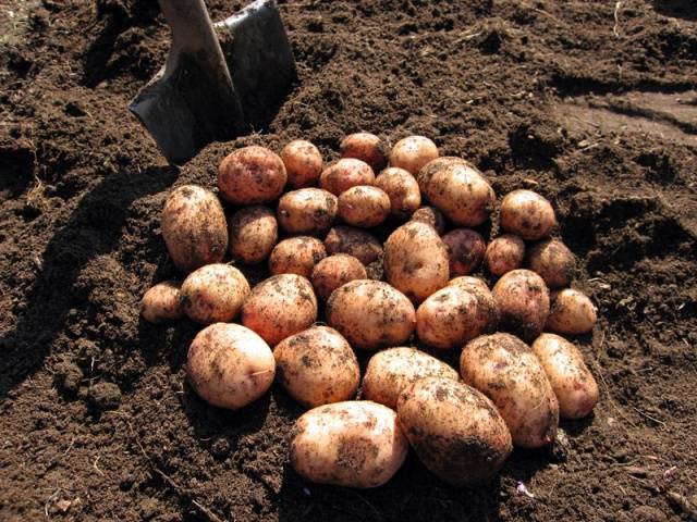 Late-ripening potato varieties: description + photo