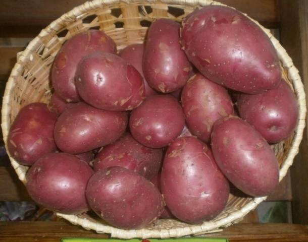 Late-ripening potato varieties: description + photo