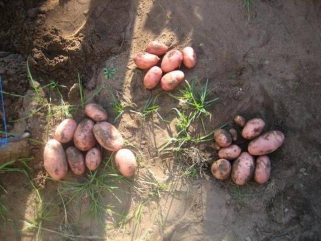 Late-ripening potato varieties: description + photo