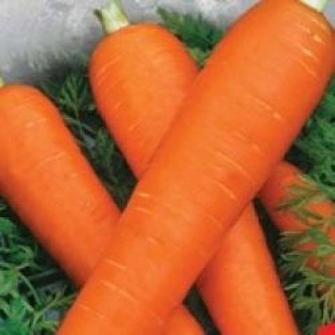 Late-ripening varieties of carrots 