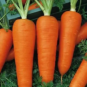 Late-ripening varieties of carrots 