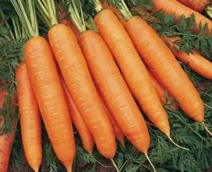 Late-ripening varieties of carrots 