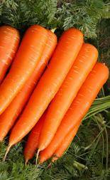 Late-ripening varieties of carrots 