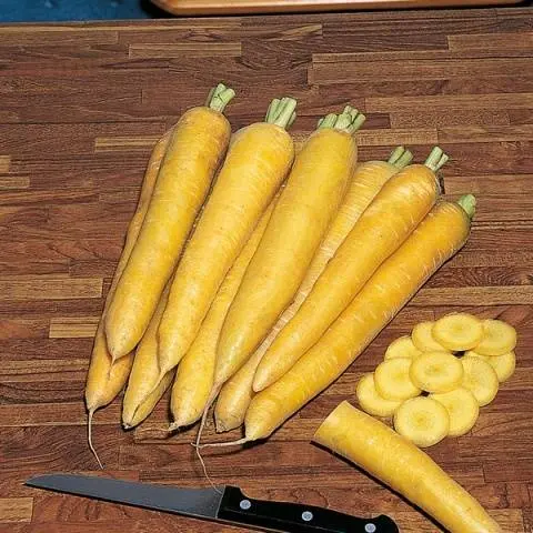 Late-ripening varieties of carrots 