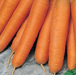 Late-ripening varieties of carrots 