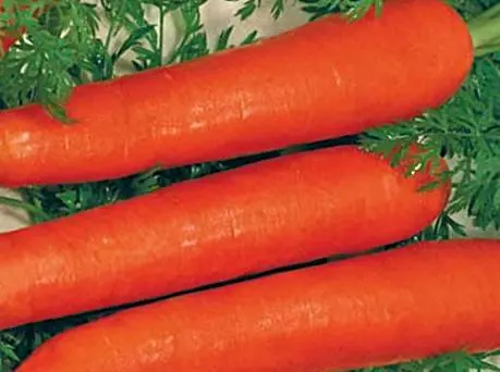 Late-ripening varieties of carrots 