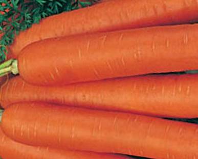 Late-ripening varieties of carrots 