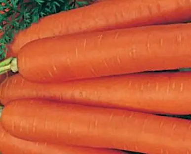 Late-ripening varieties of carrots 