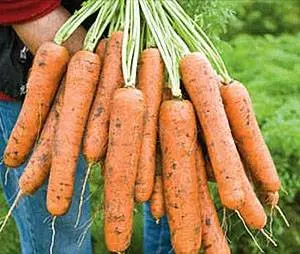 Late-ripening varieties of carrots 