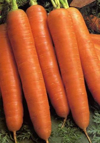 Late-ripening varieties of carrots 