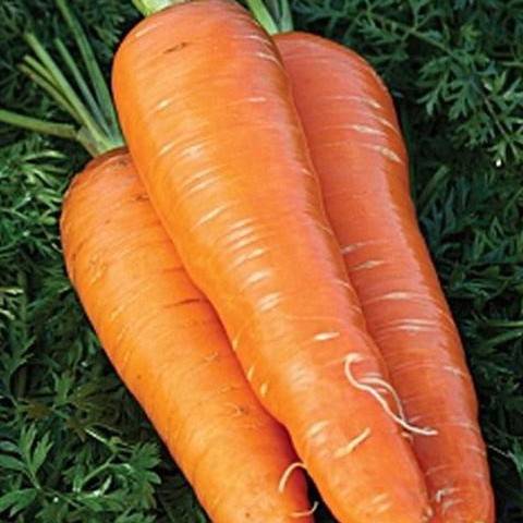 Late-ripening varieties of carrots 