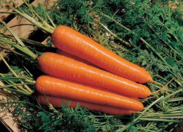 Late-ripening varieties of carrots 