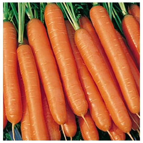 Late-ripening varieties of carrots 