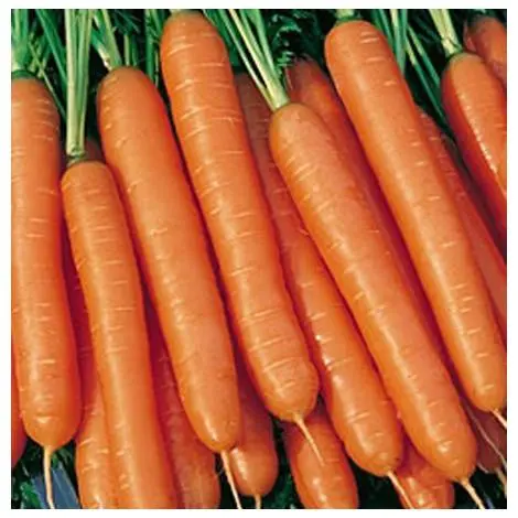 Late-ripening varieties of carrots 