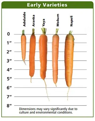 Late-ripening varieties of carrots 