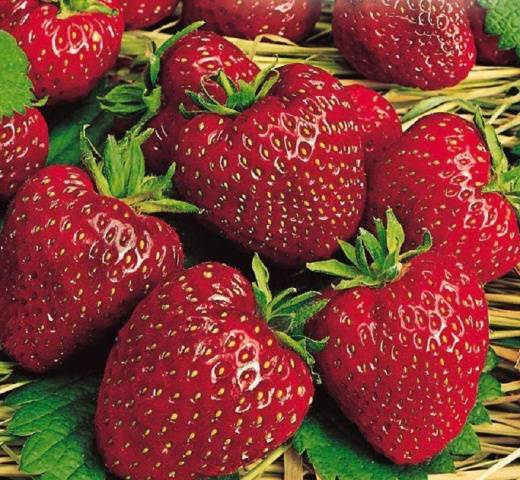 Late strawberries: the best varieties