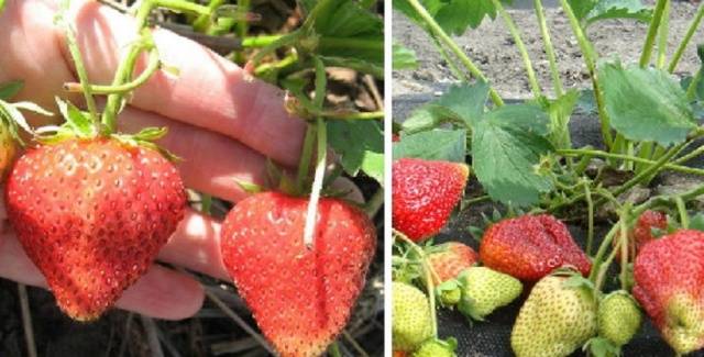 Late strawberries: the best varieties