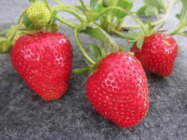 Late strawberries: the best varieties