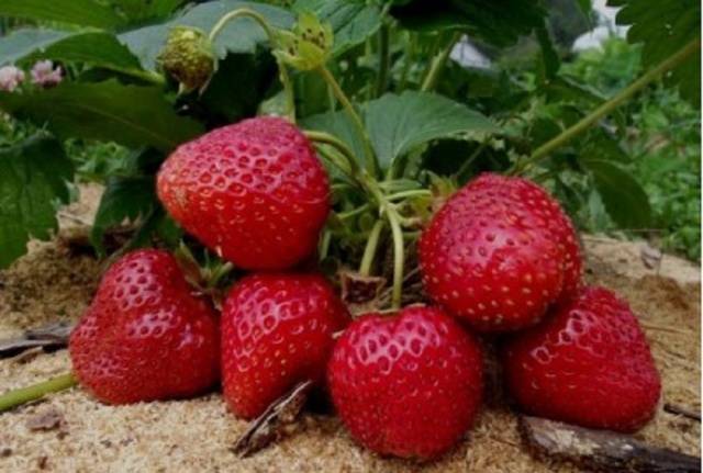 Late strawberries: the best varieties