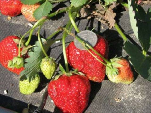 Late strawberries: the best varieties