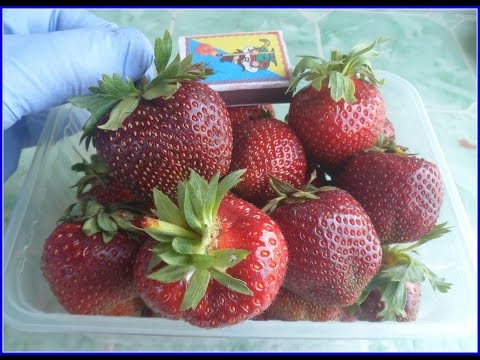 Late strawberries: the best varieties