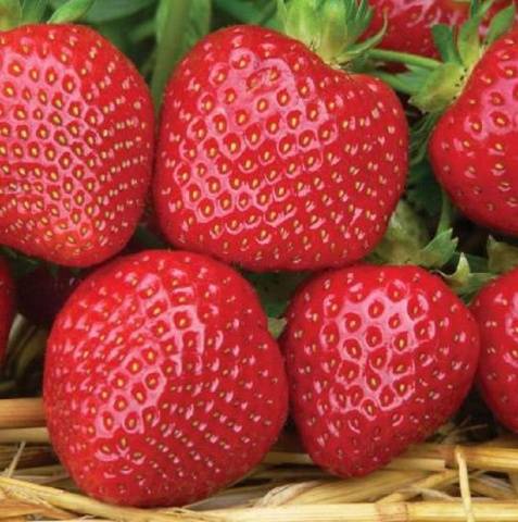 Late strawberries: the best varieties