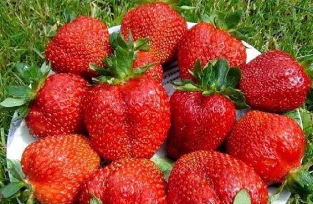 Late strawberries: the best varieties