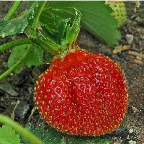 Late strawberries: the best varieties